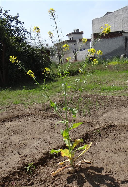 Brassica rapa subsp.